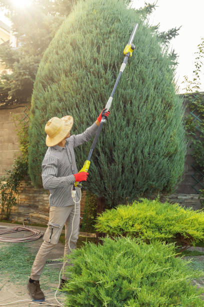 How Our Tree Care Process Works  in County Center, VA